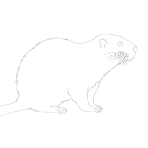 Beaver Bot Pro